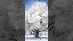 кенчабой музыка