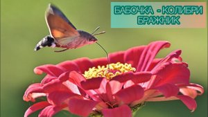 Бабочка бражник Бабочка похожая на колибри - интересные факты.  Бабочка-Бражник, уникальные кадры!