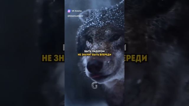 Волк-праведный сын