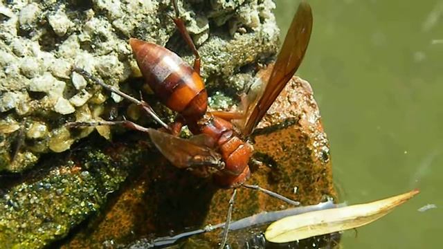 褐長腳蜂 吸水 Polistes tenebricosus смотреть онлайн