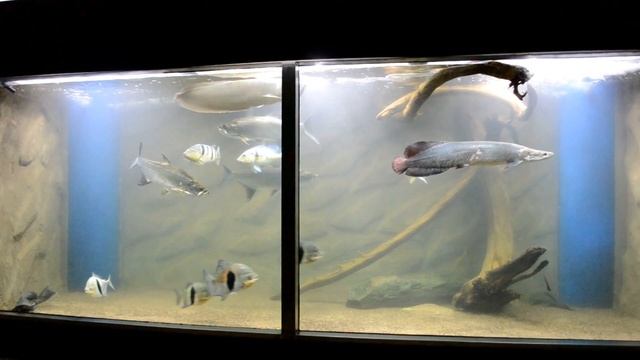 DSC 5175 смотреть онлайн