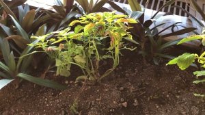 Мои колеусы в зимнем саду Дворца культуры часовщиков