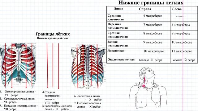 17 Дыхательная система- границы лёгких смотреть онлайн