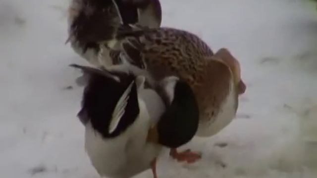 гуси и утки. смотреть онлайн