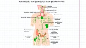 29 Лимфатическая система