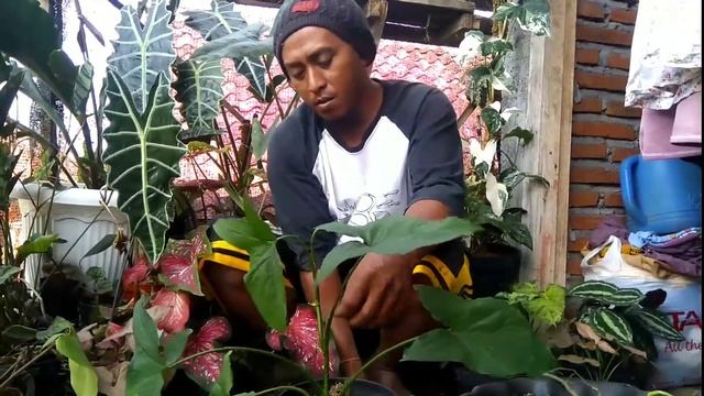SYNGONIUM MOJITO IJO,BIKIN GALAU