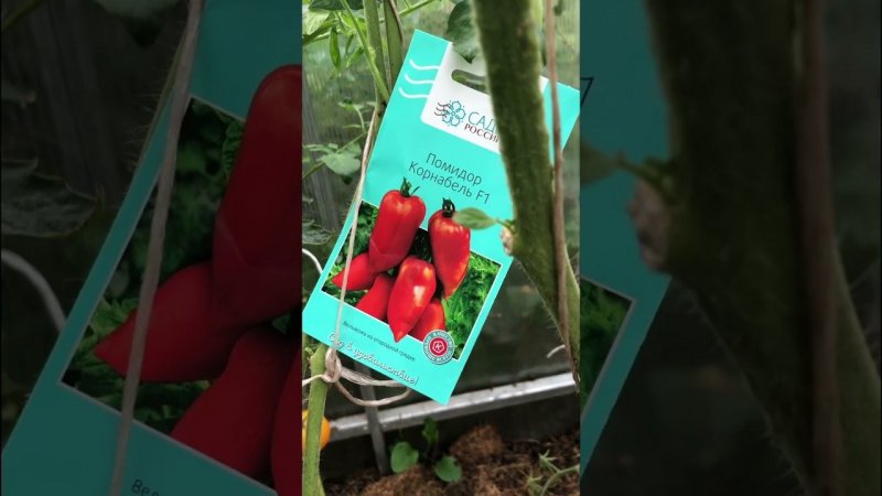 Тестирую гибрид "Корнабель". Не понравился!