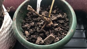 Что делать, если корни георгинов плохо сохранились?