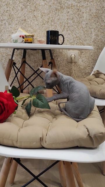 котёнок сфинкса голубой окрас, девочка 🐈