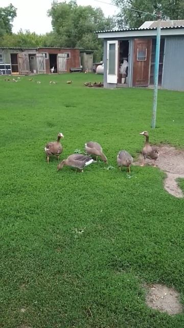 Белолобые гуси 2018 смотреть онлайн