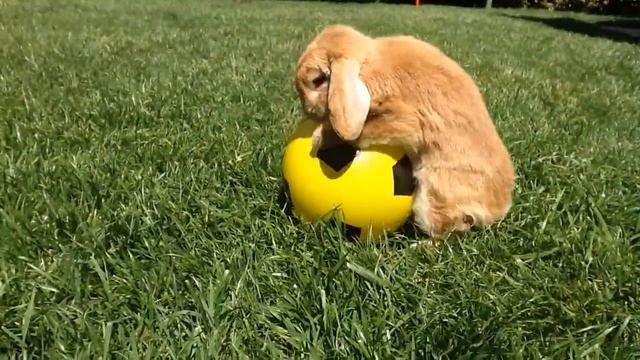 Un lapin fait l'amour avec un ballon смотреть онлайн