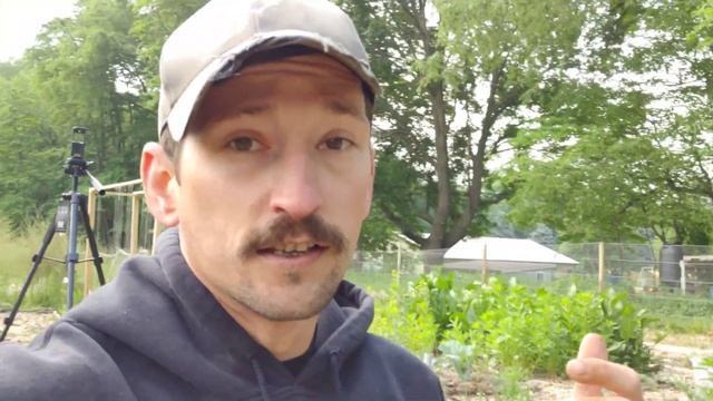 Aphid Control and Prevention |100% Natural - NO Pesticides| смотреть онлайн