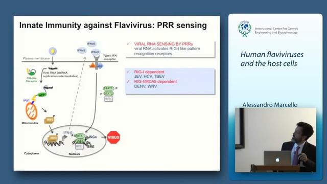 A. Marcello  - Human flaviviruses and the host cells смотреть онлайн