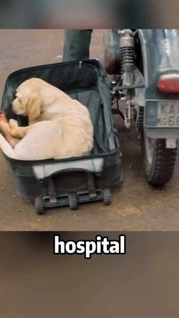 Man adopts poor stray dog#movie #moviefacts #film#shorts смотреть онлайн