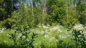 Сельхозземля 82 сотки+100 га у д. Раменье, Рамешковского р-на, Тверской обл.