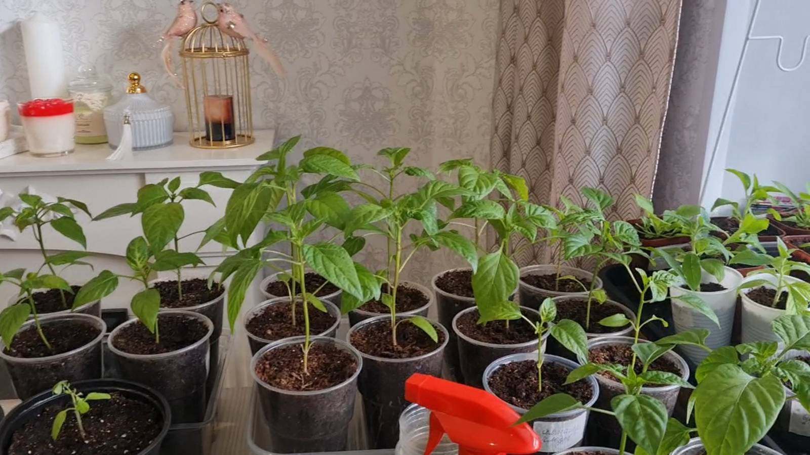 НЕ ПОВТОРЯЙТЕ МОИХ ОШИБОК! ПЕРЕВАЛКА ПЕТУНИИ ПРОСТЫМ, УДОБНЫМ СПОСОБОМ.🌺