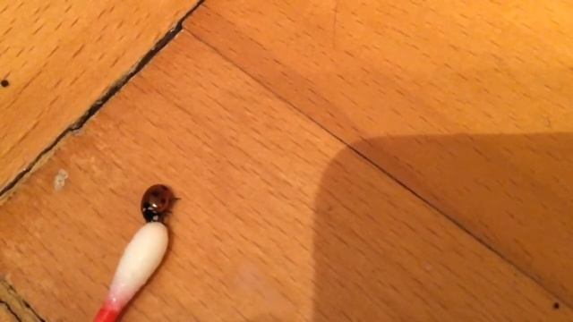 Божья коровка смотреть онлайн