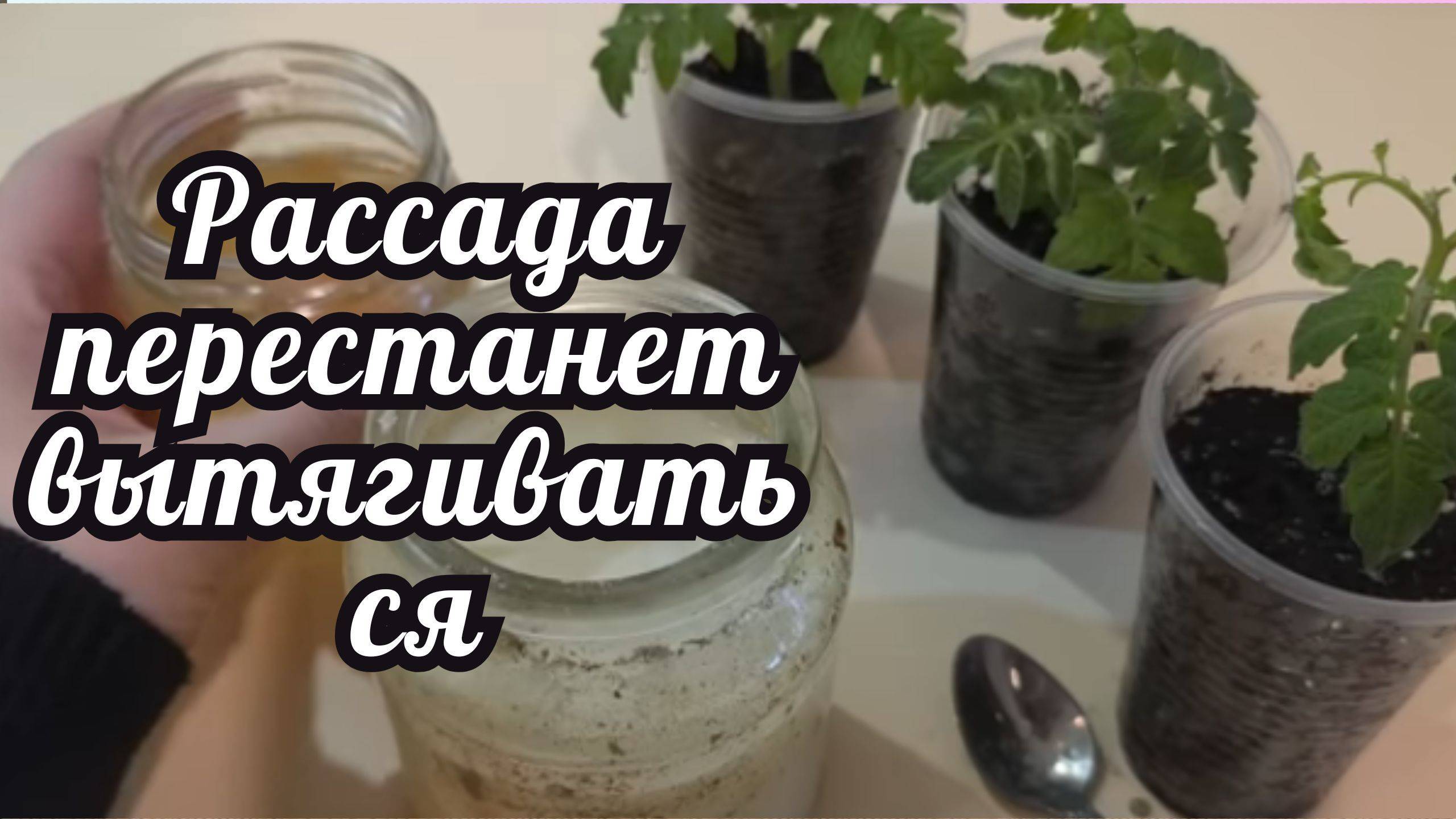 🌱💪 Всего 1 капля этой уникальной подкормки — и ваша рассада перестанет вытягиваться. смотреть онлайн