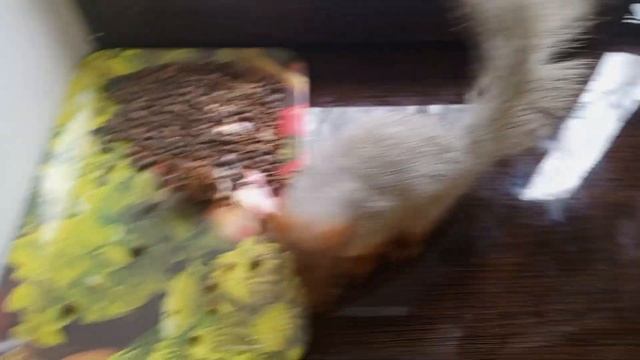 белкам мокро и холодно. смотреть онлайн