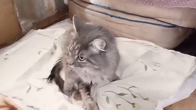 Рассказ про Милу, спинальницу