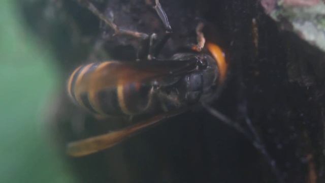 樹液を吸うコガタスズメバチ　 Vespa analis