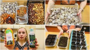 10 апреля. Занимаюсь луком и чесноком. Планы на выходное. Про помидоры