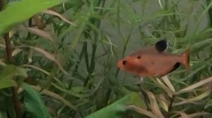 аквариум. тетра минор