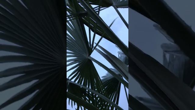 Trachycarpus Takil in Salt Lake City October 2018 смотреть онлайн