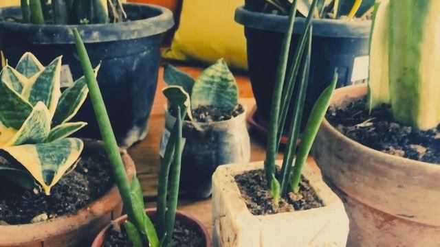 Sansevieria Collections смотреть онлайн