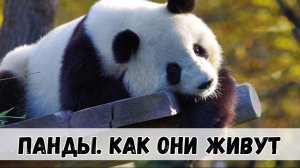 Панда удивительные факты