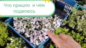 Получила новинки для вас и для сада
