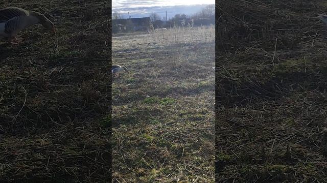 С кошечкой Лапой пасëм гусей 🪿
