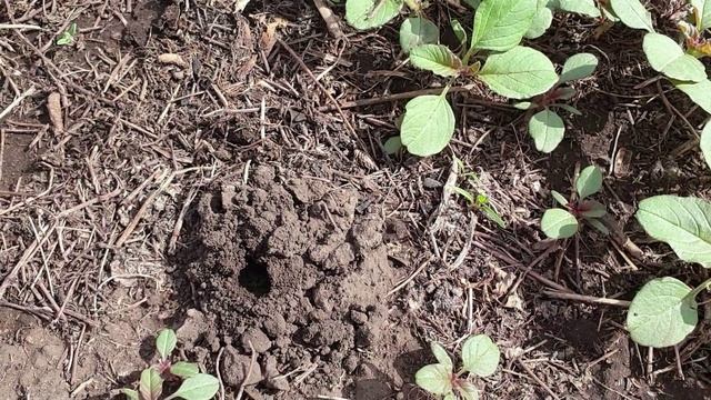 Только так храню морковь и свеклу. 🥕🥕🥕 Чудища на моей грядке))) 🐸🐸🐸 Котопозитив 🐈🐈🐈😸