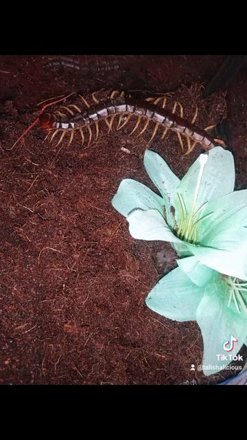 just a few of my babies #shorts #pets #reptiles #invertebrates #tarantula #snakes #beardeddragon смотреть онлайн
