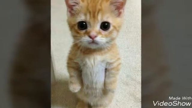 Как вам песня❓ смотреть онлайн