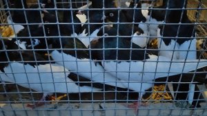 12.04.2025г Ярмарка ст Бронницы ч. 1 👍👍👍