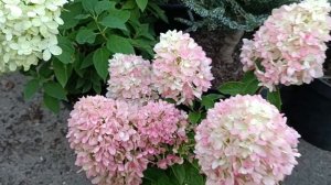 Карликова гортензія Літл Фреско