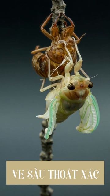 VE SẦU THOÁT XÁC_NHỮNG THƯỚC PHIM BẠN CHƯA THẤY BAO GIỜ| BẠN CÓ BIẾT #26| SHORT смотреть онлайн