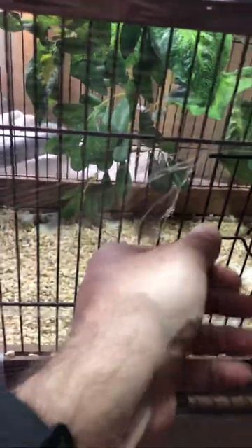 Петух 🐓 атакует китайский расписной перепел защищает свою перепёлку смотреть онлайн