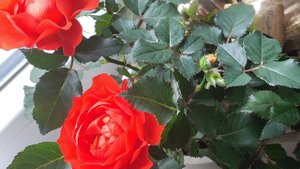 РОЗА после покупки стала увядать, что делать?