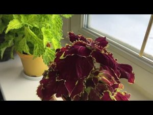 Колеусы и пеларгония в новую коллекцию