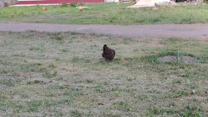 встретили курочек в деревне, жизнь в деревне