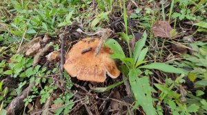 ДАЧА , ГРИБЫ НА ДАЧЕ ДЛЯ СОСЕДКИ