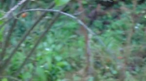 Груша Малівчанка