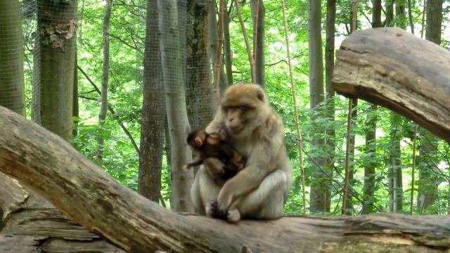 Berberaffe Mit Baby - Affenbaby - Will Nicht So Wie Der Affenmann Nah - Barbary Monkey With Baby