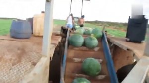 Вот как собирают арбузы