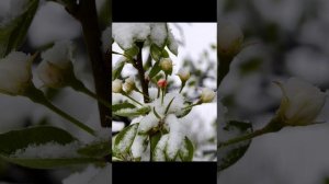 12 апреля , весна ты где?