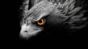 Вот это ОРЁЛ!