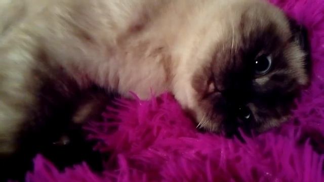 Когда устала, а муж просит массаж смотреть онлайн