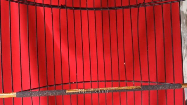 suara kicauan burung copper throated sunbird / burung madu bakau - kolibri ninja gacor смотреть онлайн